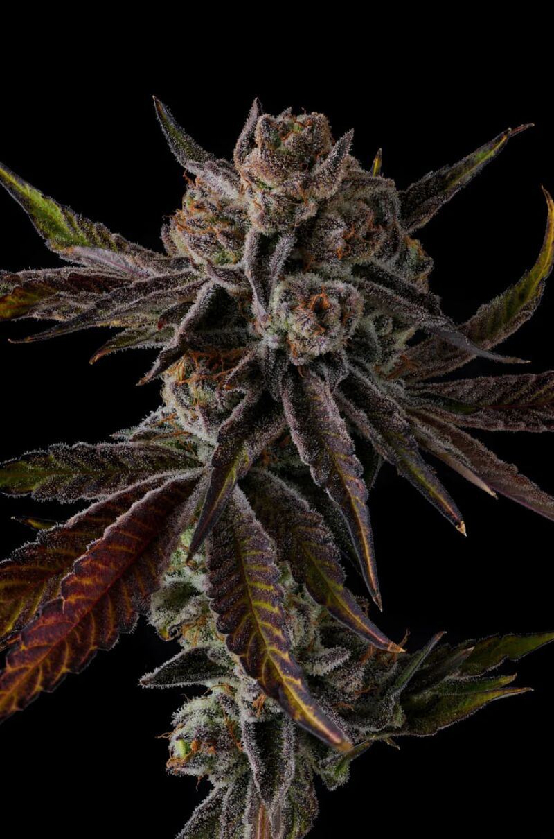 Purple Preserves, Фасовка: 3